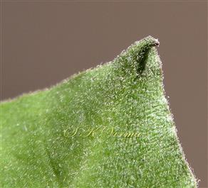  Leaf (Abaxial View)